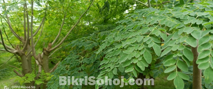 সজনে পাতার গুড়া (Moringa Leaf powder)